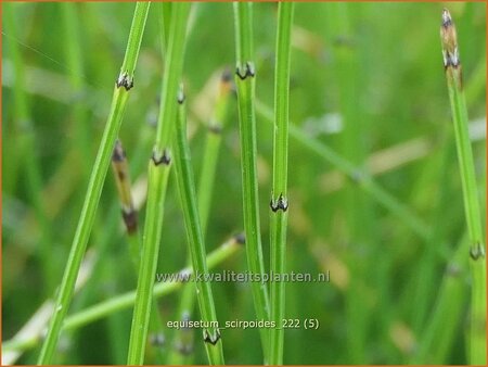 Equisetum scirpoides