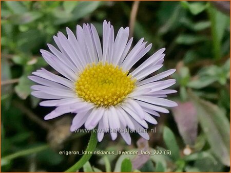 Erigeron karvinskianus &#39;Lavender Lady&#39;
