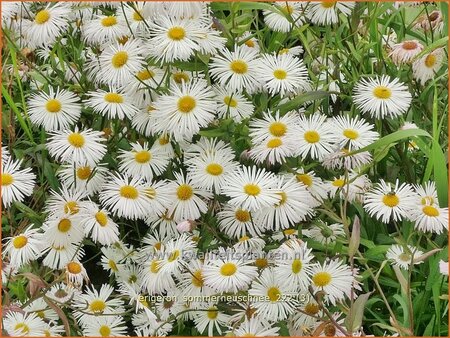 Erigeron &#39;Sommerneuschnee&#39;