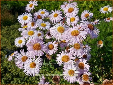 Erigeron &#39;Sommerneuschnee&#39;