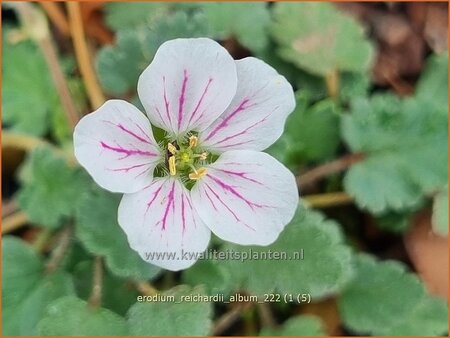 Erodium reichardii &#39;Album&#39;