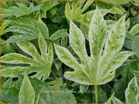 Fatsia japonica &#39;Spider&#39;s Web&#39;