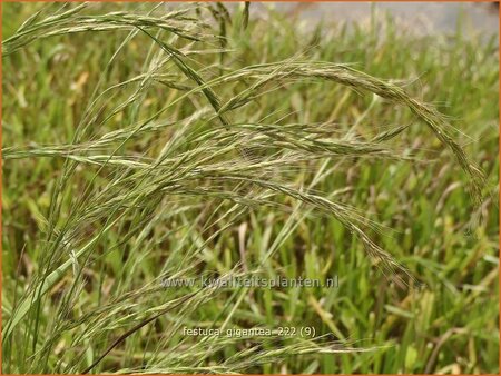 Festuca gigantea