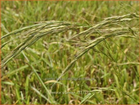 Festuca gigantea