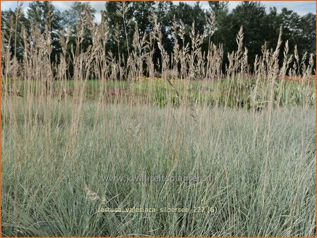 Festuca valesiaca &#39;Silbersee&#39;