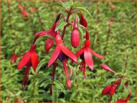 Fuchsia &#39;David&#39;