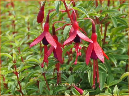 Fuchsia &#39;David&#39;