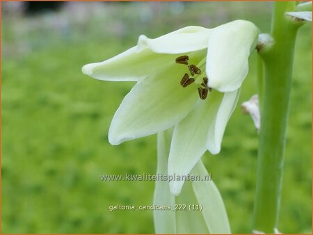 Galtonia candicans