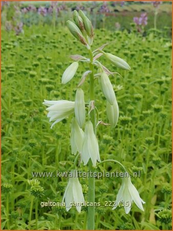 Galtonia candicans