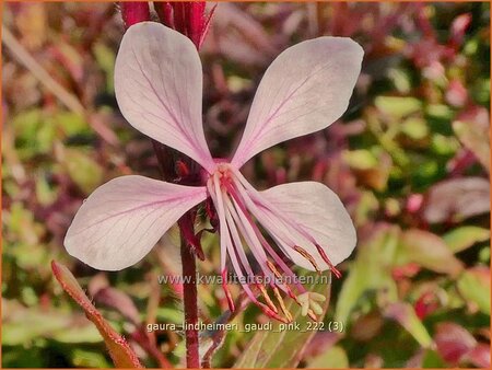 Gaura lindheimeri &#39;Gaudi Pink&#39;