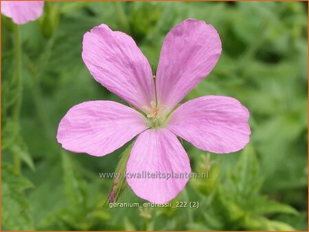 Geranium endressii