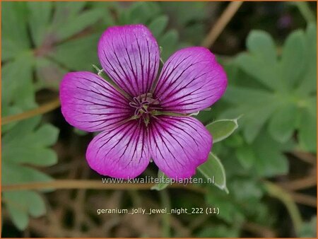 Geranium &#39;Jolly Jewel Night&#39;