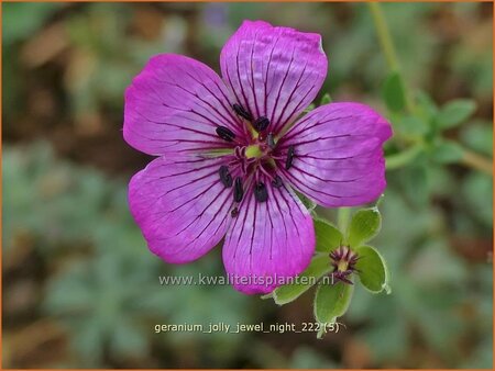 Geranium &#39;Jolly Jewel Night&#39;