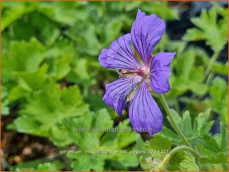 Geranium magnificum &#39;Ernst Pagels&#39;