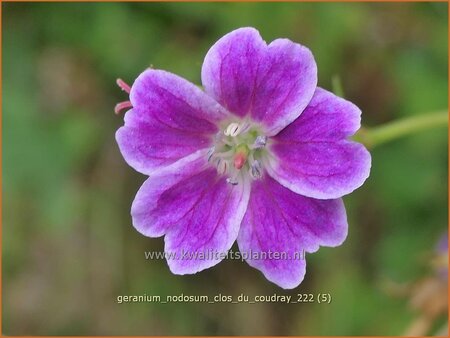 Geranium nodosum &#39;Clos du Coudray&#39;