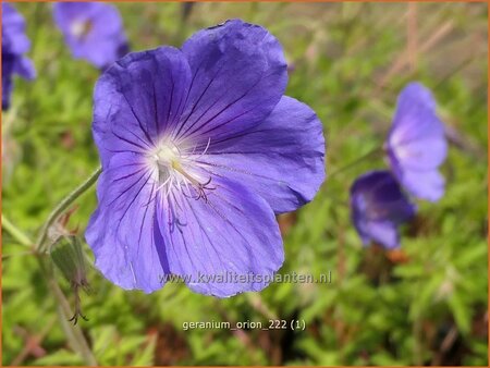 Geranium 'Orion'
