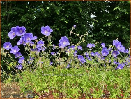 Geranium 'Orion'