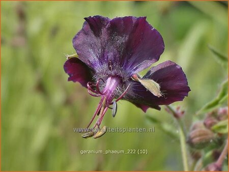 Geranium phaeum