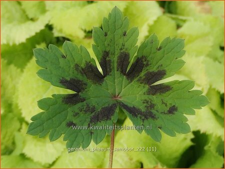 Geranium phaeum &#39;Samobor&#39;