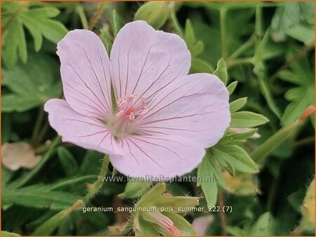 Geranium sanguineum &#39;Pink Summer&#39;