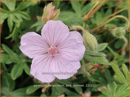 Geranium sanguineum &#39;Pink Summer&#39;