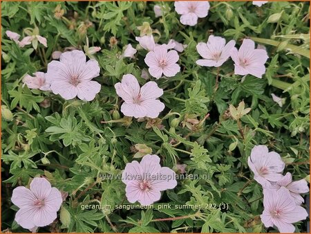 Geranium sanguineum &#39;Pink Summer&#39;