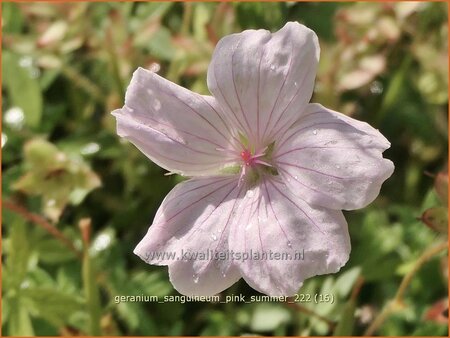 Geranium sanguineum &#39;Pink Summer&#39;