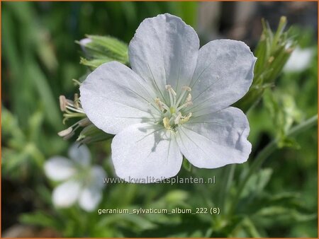 Geranium sylvaticum 'Album'