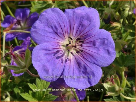 Geranium wallichianum &#39;Bloom Me Away&#39;