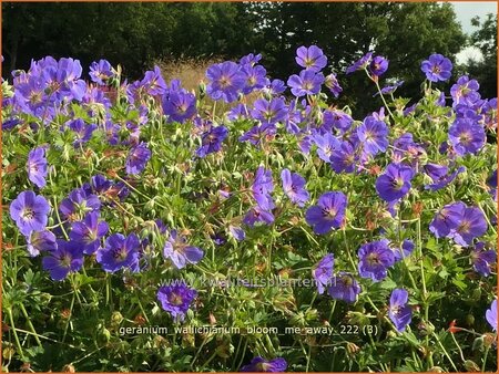 Geranium wallichianum &#39;Bloom Me Away&#39;