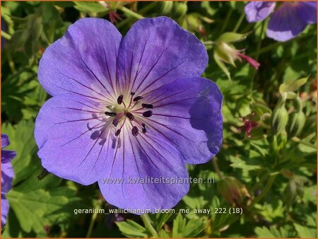 Geranium wallichianum &#39;Bloom Me Away&#39;