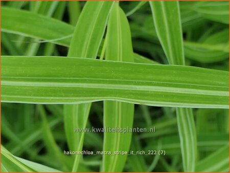 Hakonechloa macra 'Stripe it Rich'