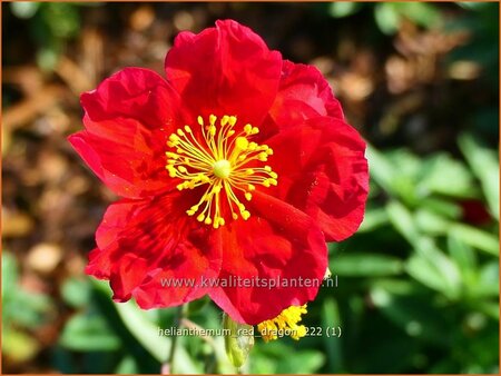 Helianthemum &#39;Red Dragon&#39;