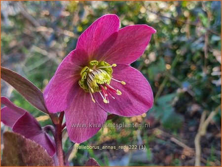 Helleborus &#39;Anna&#39;s Red&#39; (pot 11 cm)