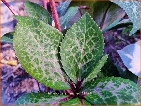 Helleborus &#39;Anna&#39;s Red&#39; (pot 11 cm)