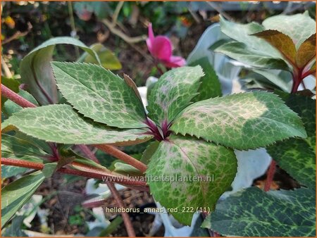 Helleborus &#39;Anna&#39;s Red&#39; (pot 11 cm)