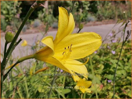 Hemerocallis 'Corky'