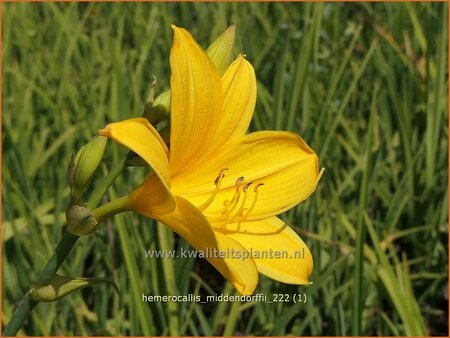 Hemerocallis middendorffii