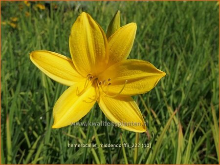 Hemerocallis middendorffii