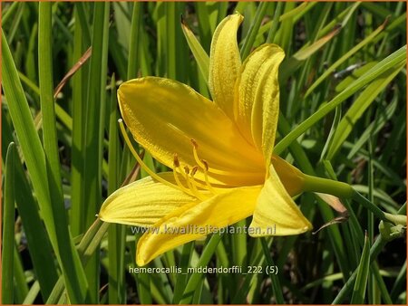 Hemerocallis middendorffii