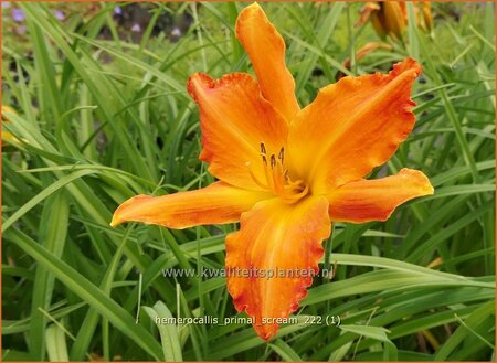 Hemerocallis &#39;Primal Scream&#39;