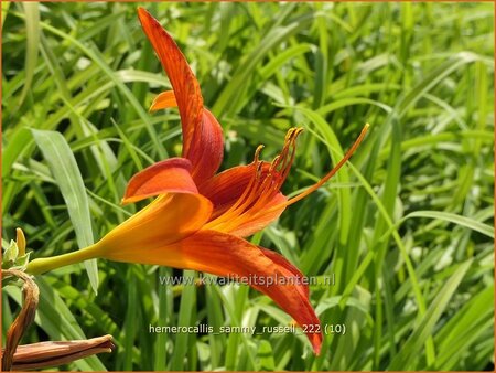 Hemerocallis &#39;Sammy Russell&#39;