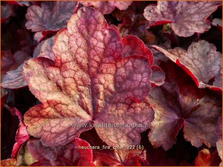Heuchera 'Fire Chief'