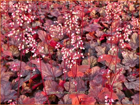 Heuchera 'Fire Chief'