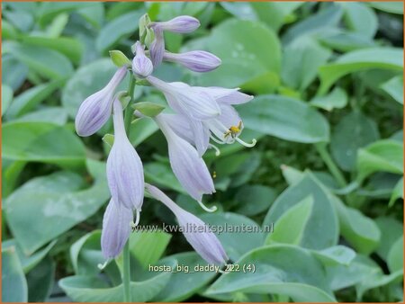 Hosta 'Big Daddy'