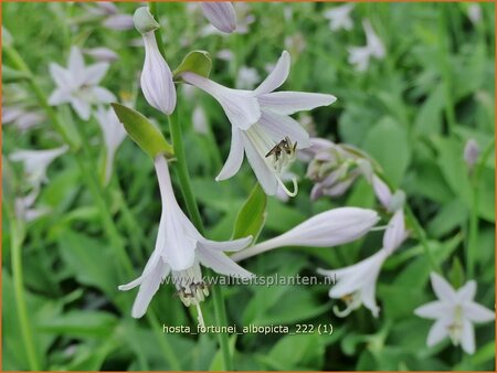 Hosta fortunei &#39;Albopicta&#39;