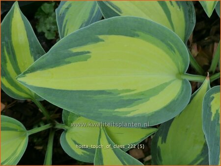 Hosta &#39;Touch of Class&#39;