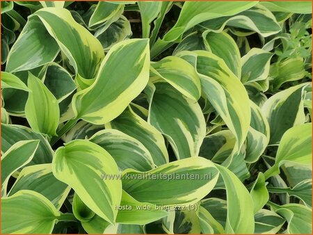 Hosta &#39;Wide Brim&#39;