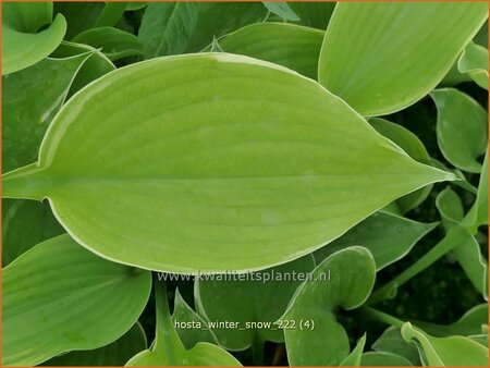 Hosta &#39;Winter Snow&#39;