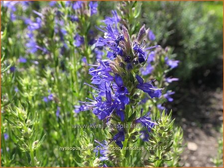 Hyssopus officinalis subsp. aristatus